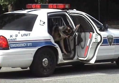 Σκύλος περιπολικό αστυνομία 