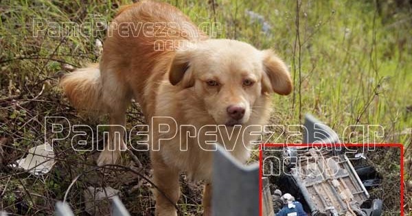 Μοναδικό περιστατικό σε τροχαίο στην Πρέβεζα: Σκύλος που ήταν στο αμάξι βοήθησε να σωθεί το αφεντικό του και ύστερα έτρεξε πίσω από το ασθενοφόρο! (εικόνες)