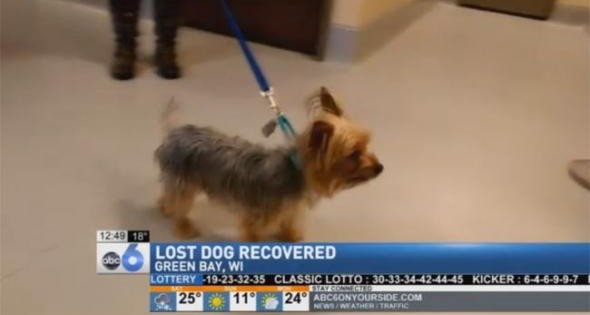 Σκυλάκι βρέθηκε 2.896 χιλιόμετρα μακριά από το σπίτι του (βίντεο)