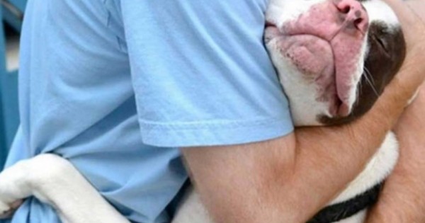 26 τρυφερές φωτογραφίες σκυλιών στην αγκαλιά των αφεντικών τους (εικόνες)