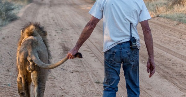 Μια απίστευτη ιστορία φιλίας μεταξύ ενός 11χρονου λιονταριού και του ανθρώπου που του έσωσε τη ζωή (εικόνες,βίντεο)