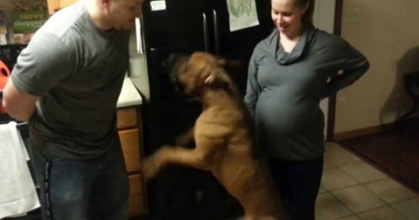 Σκύλος προστατεύει την εγκυμονούσα ιδιοκτήτριά του από επίθεση (βίντεο)