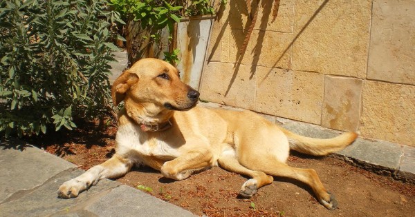 Χάθηκε θηλυκό Σκυλάκι στο Κορωπί