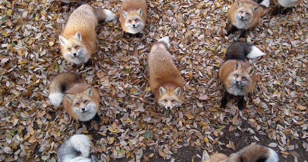 Το αλεπουδοχωριό στην Ιαπωνία ίσως είναι το πιο γλυκό μέρος στον πλανήτη (φωτογραφίες και βίντεο)