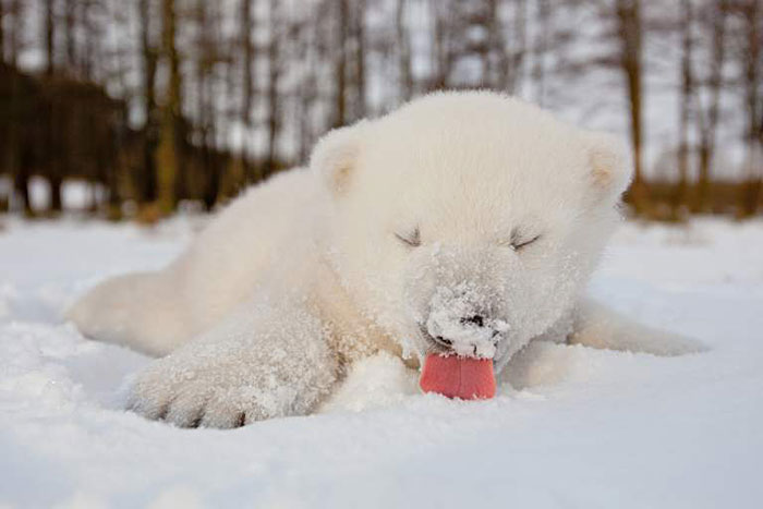 χιόνι φωτογραφίες ζώα 