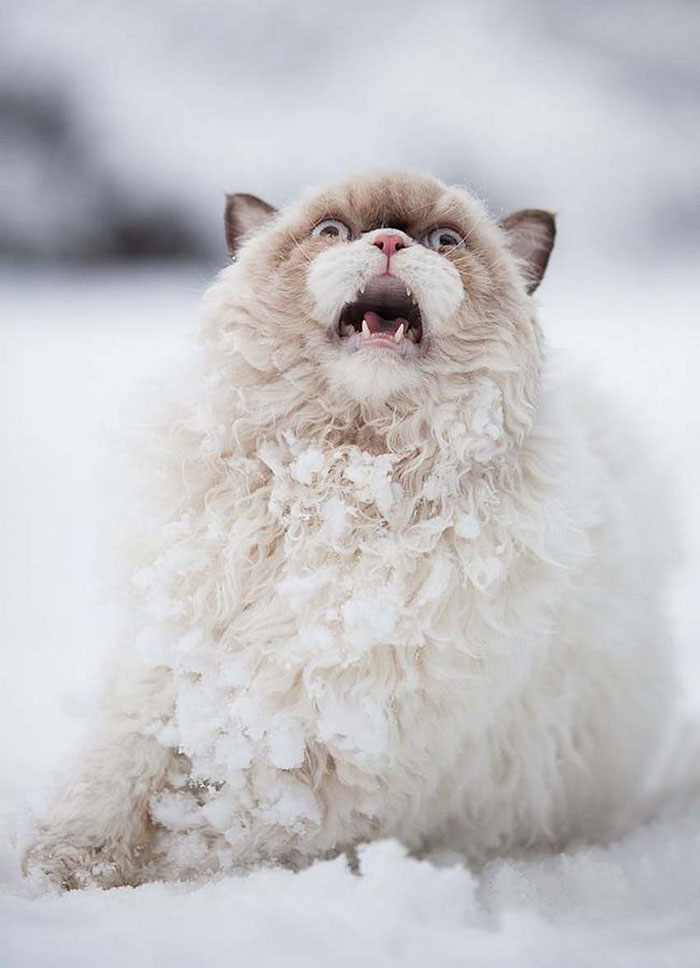 χιόνι φωτογραφίες ζώα 