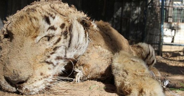 Εικόνες που προκαλούν οργή και ντροπή σε ζωολογικό πάρκο – Δεκάδες έγκλειστα ζώα έλιωσαν στον ήλιο από έλλειψη νερού