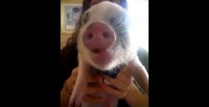 Ένα μικρό γουρούνι τρώει πατατάκια (βίντεο)
