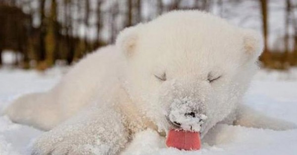 15 πανέμορφες φωτογραφίες με ζώα που ανακαλύπτουν το χιόνι για πρώτη φορά!