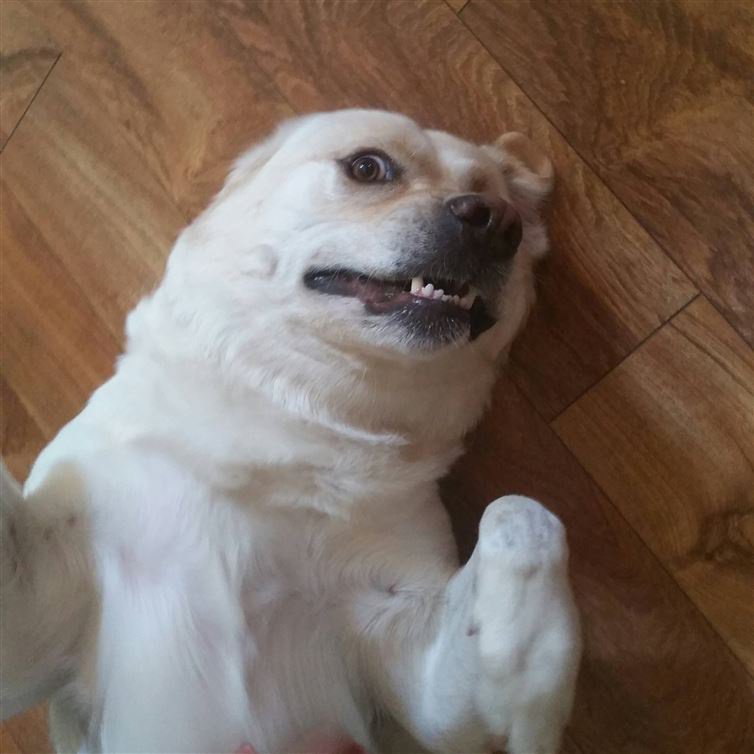 σκύλοι selfie 