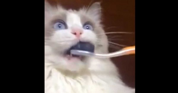 Καθάρισαν τα δόντια ενός γάτου για πρώτη φόρα! Η αντίδραση του; Έμεινε κυριολεκτικά… κάγκελο!