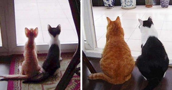 Πριν και μετά: 15 γατάκια που μεγάλωσαν και έγιναν γάτες