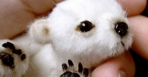 32 πανέμορφα μικρά ζώα που θα σας φτιάξουν την ημέρα (εικόνες)