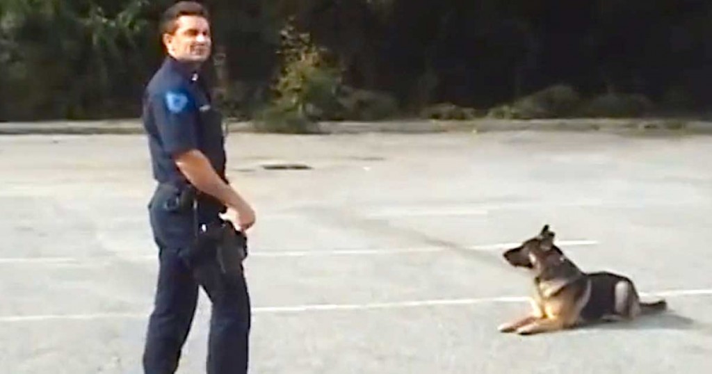 Σκύλος αστυνομία 