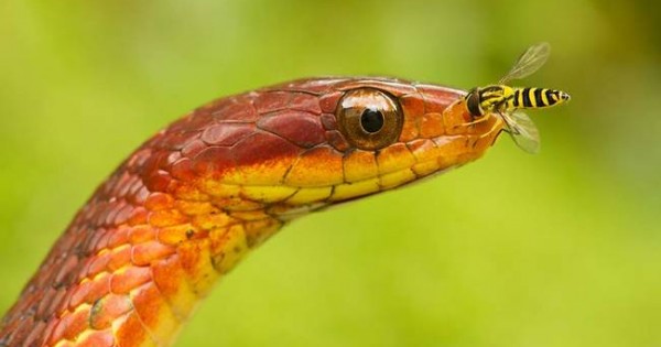 Τα 21 πιο όμορφα φίδια του πλανήτη μας