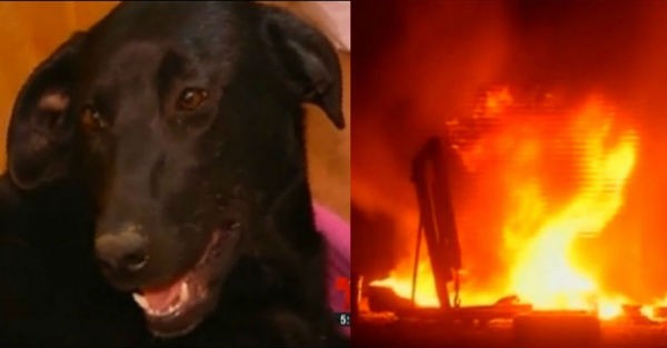Η αγάπη της μάνας: Δείτε τι έκανε αυτή η σκυλίτσα για να σώσει τα μωρά της από τη φωτιά! (φωτο + βιντεο)