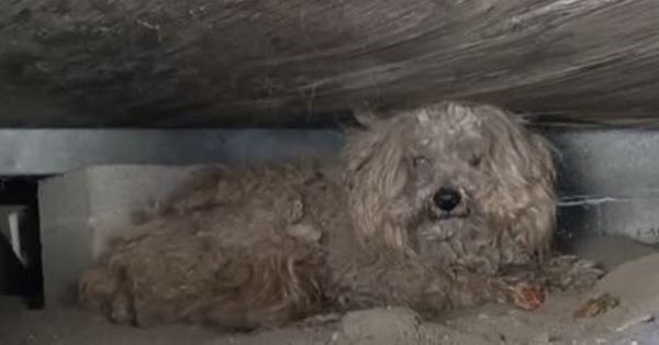 Όταν πέθανε ο ιδιοκτήτης του ο σκύλος αυτός έμεινε για 1 χρόνο μόνος και ξεχασμένος μέχρι που… (βίντεο)