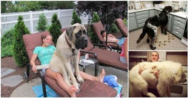 Όταν 25 τεράστιοι σκύλοι νομίζουν πως είναι ακόμα κουτάβια! (εικόνες)