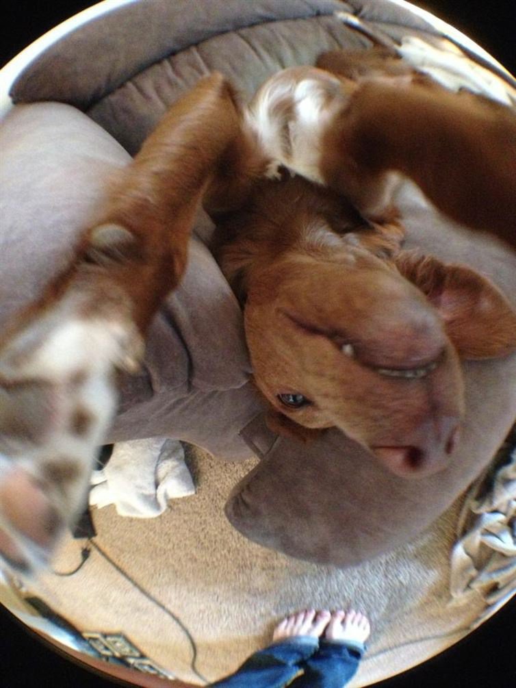 σκύλοι selfie 