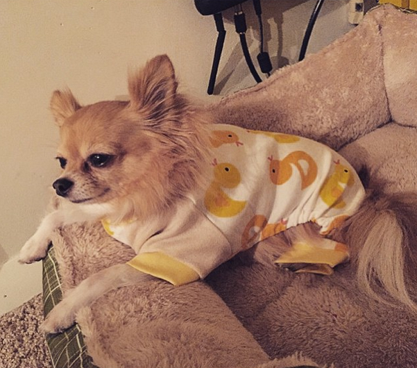 Σκύλος σκυλάκια πυτζάμες κουταβάκια 