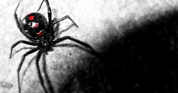 Έχουν οι αράχνες υπερδυνάμεις;