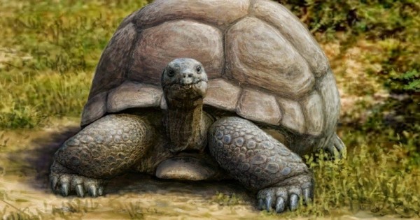 Απολίθωμα χελώνας τριών εκατομμυριων ετών στη Θεσσαλονίκη