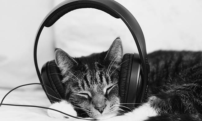μουσική γάτες 