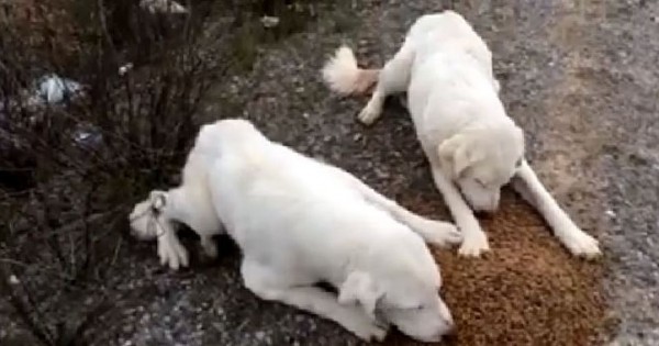 Αίσχος: Παράλυτα σκυλιά παρατημένα στον δρόμο στη Θεσσαλονίκη (βίντεο)
