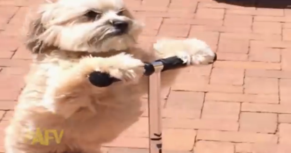Ο σκύλος που κάνει βόλτα με το πατίνι του (video)