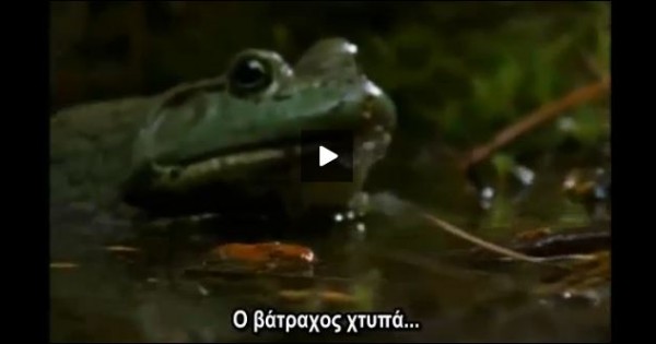 Βίντεο-μάχη: Βάτραχος εναντίον σαλαμάνδρας