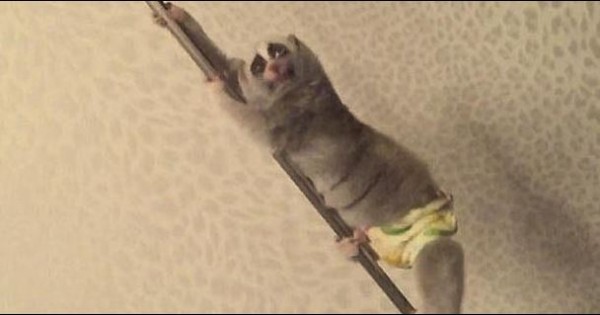 Παιχνιδιάρης κερκοπίθηκος μαθαίνει… pole dancing! (Βίντεο)