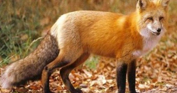 Ασυνείδητοι γέμισαν δολώματα το Πανεπιστημιακό Δάσος Περτουλίου – Νεκρά τρία ζώα