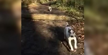 Το περίφημο άλμα του σκύλου (βίντεο)