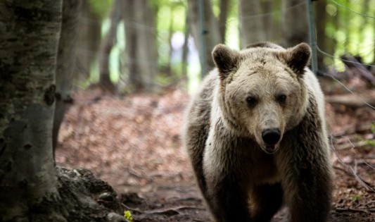 Φλώρινα: Οι αρκούδες… «μύρισαν» άνοιξη και ξύπνησαν από τη χειμερία νάρκη!