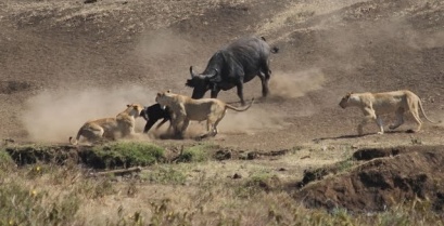 Βούβαλος ήρωας σώζει το μικρό του από αγέλη λιονταριών (βίντεο)