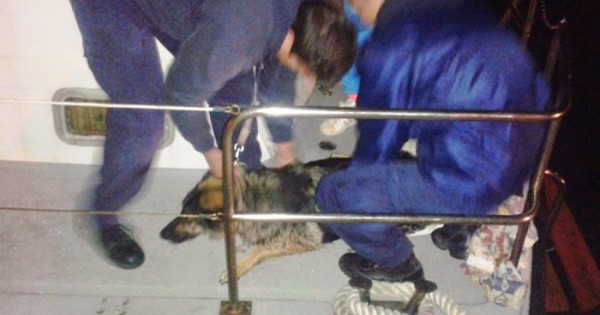 Ναύπλιο: 17 άτομα πάλευαν επί 2.5 ώρες να σώσουν έναν σκύλο