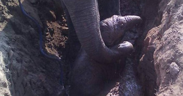 Θηλυκός ελέφαντας προσπαθούσε επί 11 ώρες να σώσει το μικρό του (εικόνες, βίντεο)