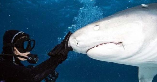 Εντυπωσιακό: Δείτε πώς είναι το εσωτερικό του στόματος ενός καρχαρία (εικόνες)