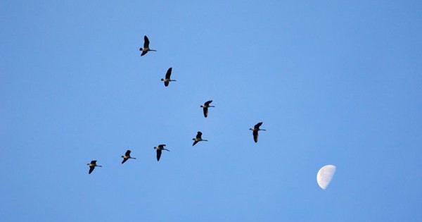 Αναρωτιέστε γιατί τα πουλιά πετούν σε σχηματισμό V; Ιδού η απάντηση (εικόνες)