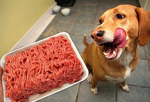 getty_rf_photo_of_dog_looking_at_ground_beef