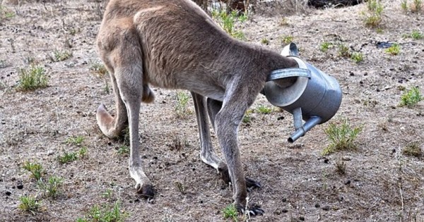 Αυστραλία: Διψασμένο καγκουρό σφήνωσε σε ποτιστήρι! (εικόνες)