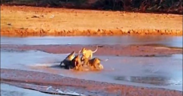 Επική μάχη: 3 λιοντάρια εναντίον κροκόδειλου (βίντεο)