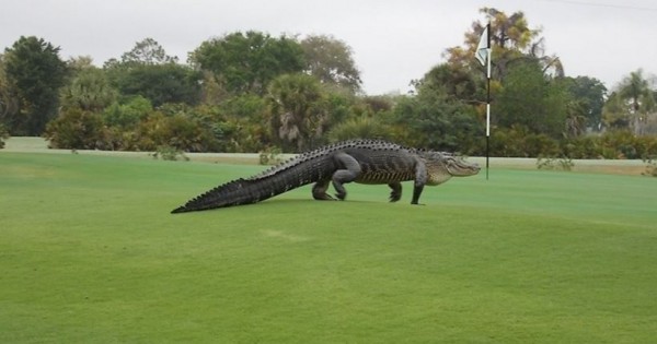 Τεράστιος κροκόδειλος είπε να… παίξει γκολφ! (εικόνες)