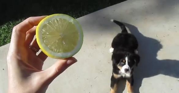 Σκύλος λεμόνι κουταβάκι Βίντεο 