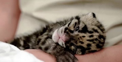 To πιο γλυκό βίντεο που θα δείτε: Μια πανέμορφη νεογέννητη λεοπάρδαλη (βίντεο)