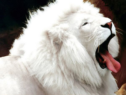 lion-albinos