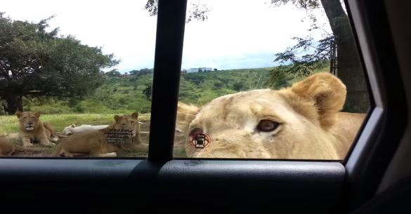 Λιοντάρι ανοίγει την πόρτα του αυτοκινήτου! (βίντεο)