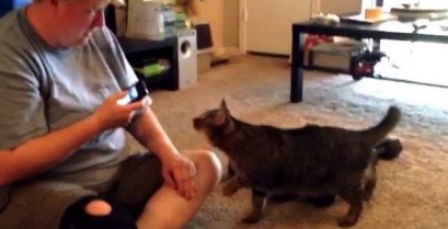 Πώς αντιδρά η γάτα όταν ακούει τον… μεταφραστή της (βίντεο)