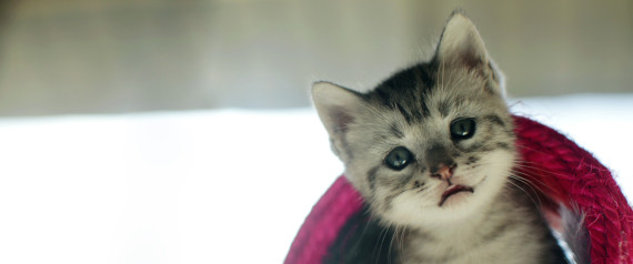11 λόγοι που οι γάτες μπορούν να μας κάνουν πιο ευτυχισμένους