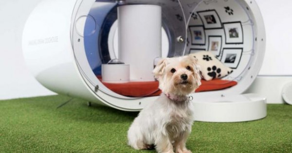 Με 27 χιλιάδες ευρώ ο σκύλος σου έχει σπίτι με υδρομασάζ (vds + photos)